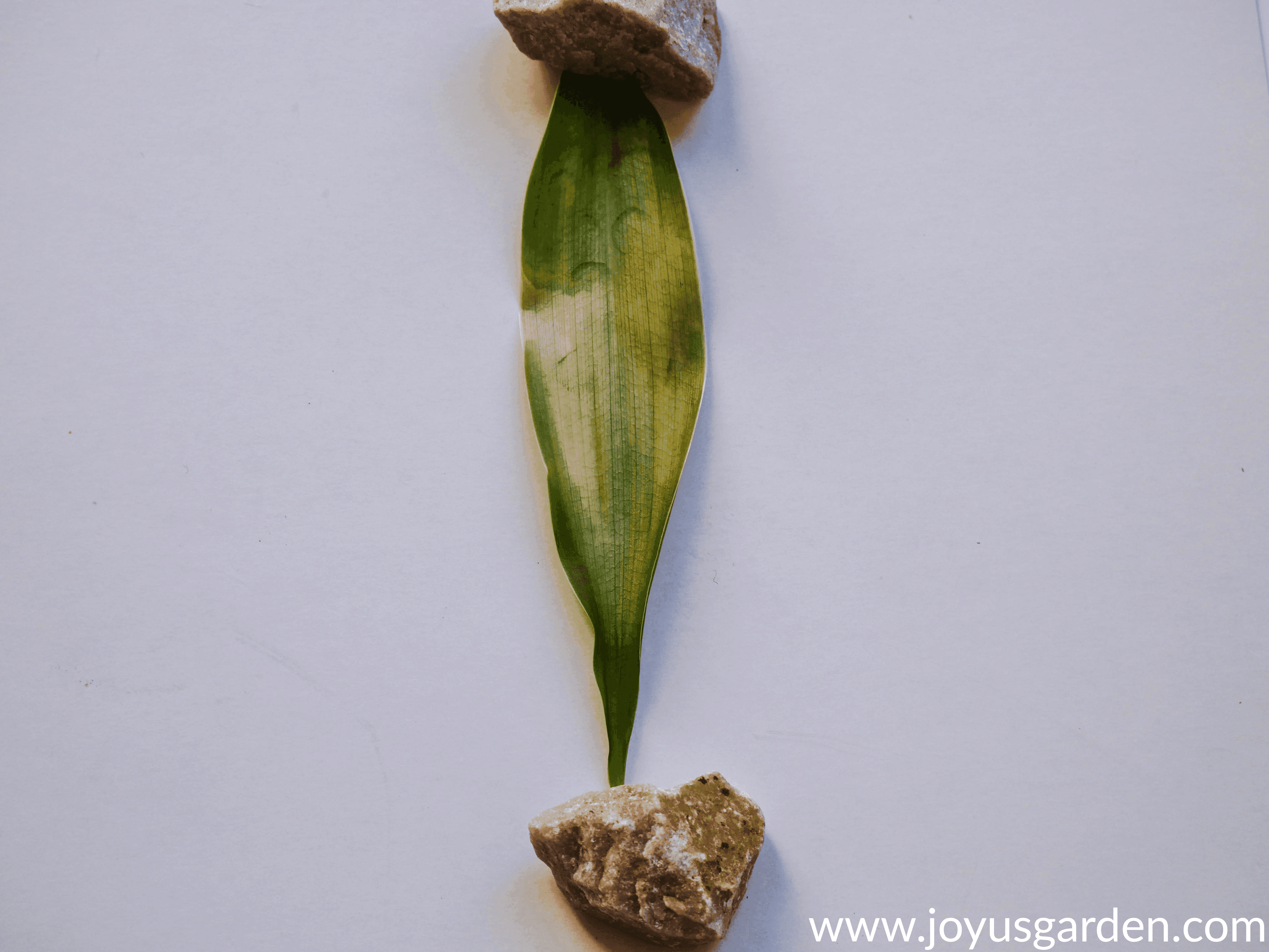 a lucky bamboo leaf with sun burn damage