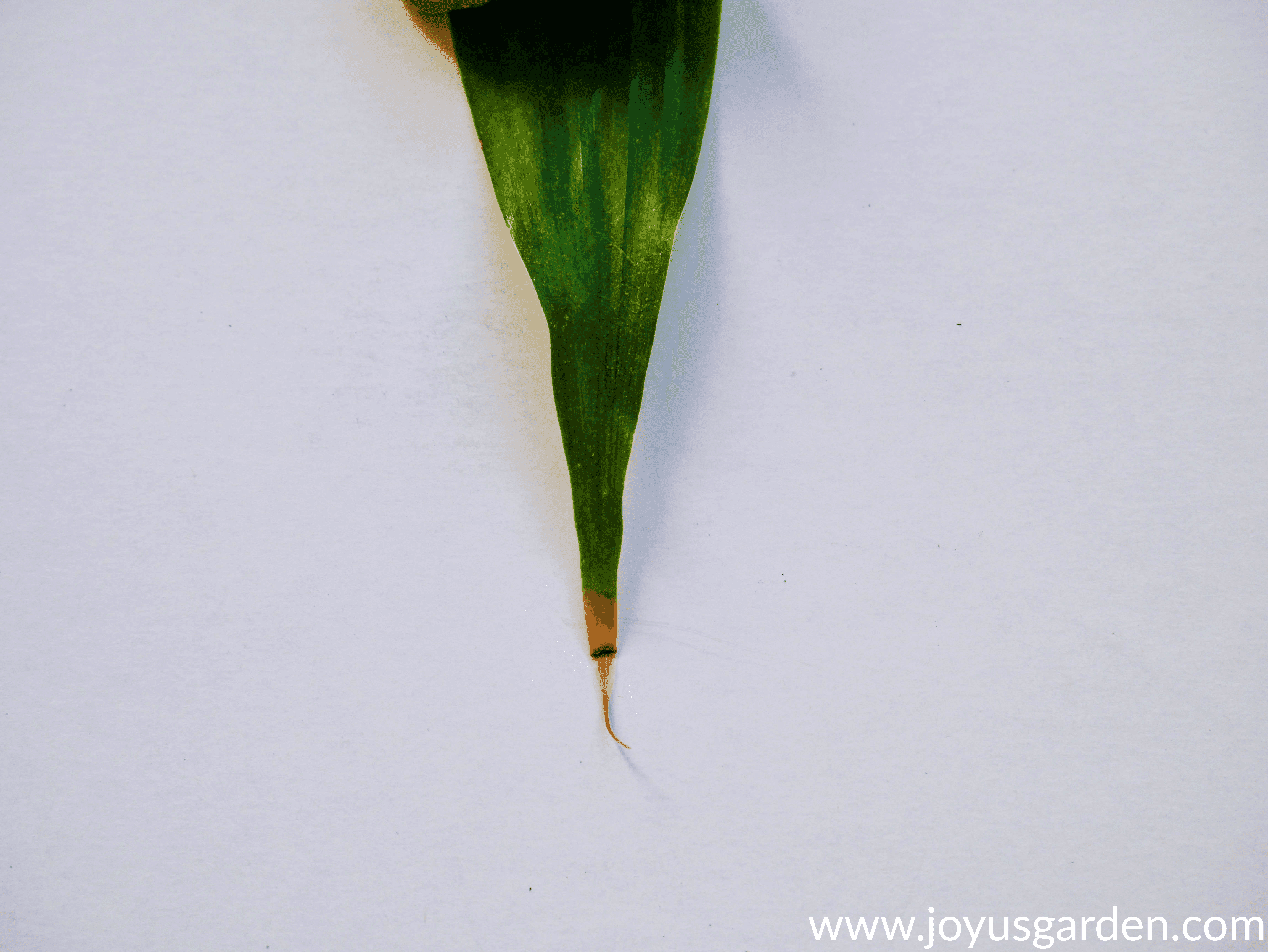 brown tips on a lucky bamboo due to water quality