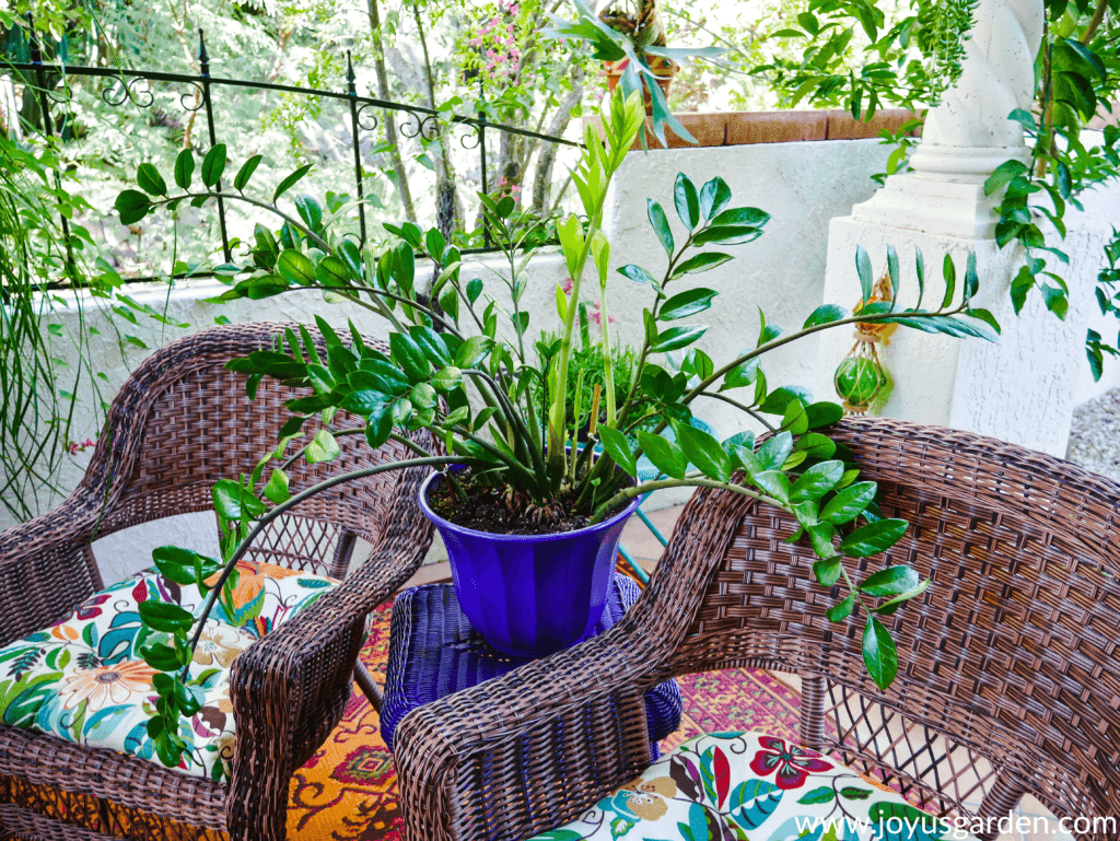 A large ZZ plant sits outside on patio in a purple plant container next to two patio chairs.