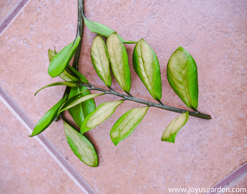 close up of a zz plant leaf with sunburn