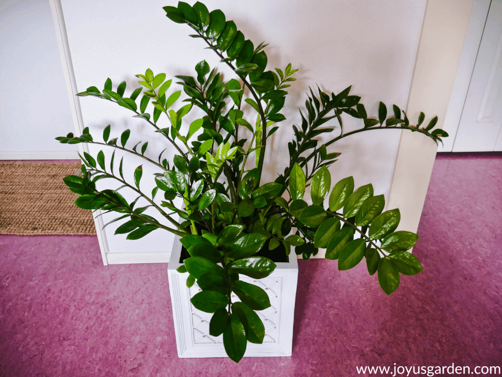 large zz plant with glossy green leaves in a square white decorative pot