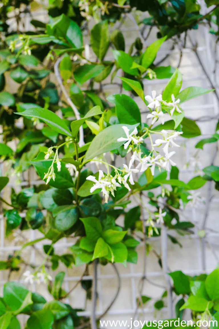 close up of star jasmine confederate jasmine vine in bloom