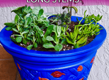 succulent-plants-growing-long-stems