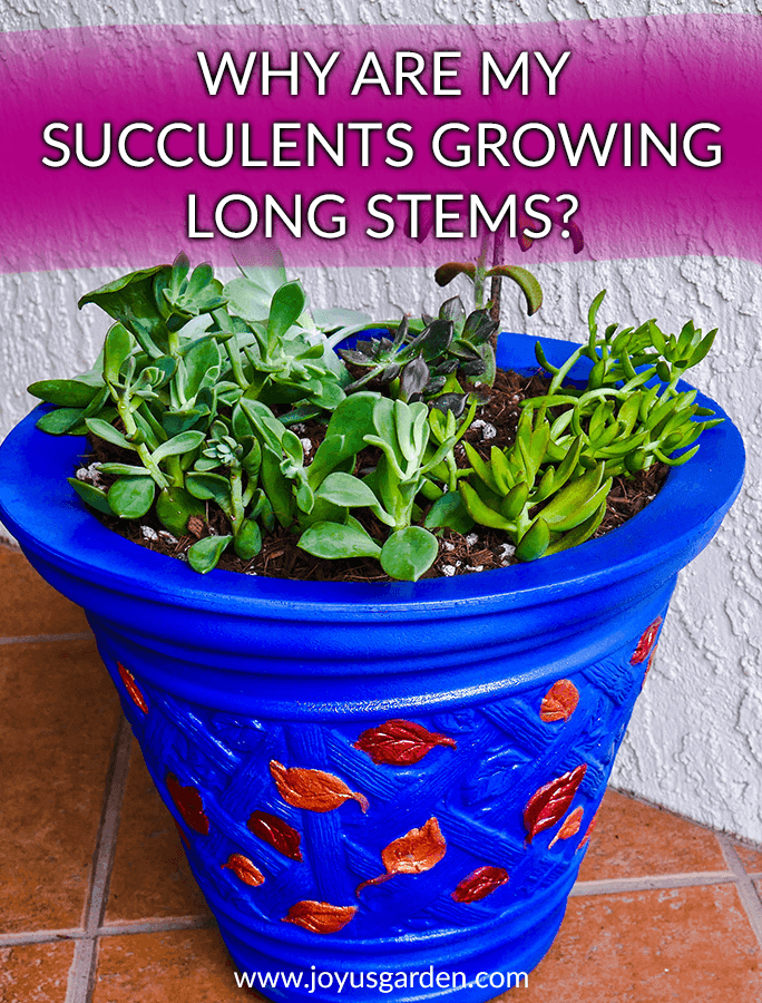 Succulent Plants Growing Long Stems Why it Happens and What to Do