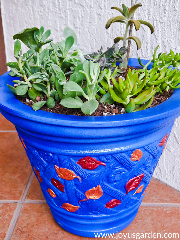 A close up of various succulent cuttings growing outdoors in a bright blue pot.