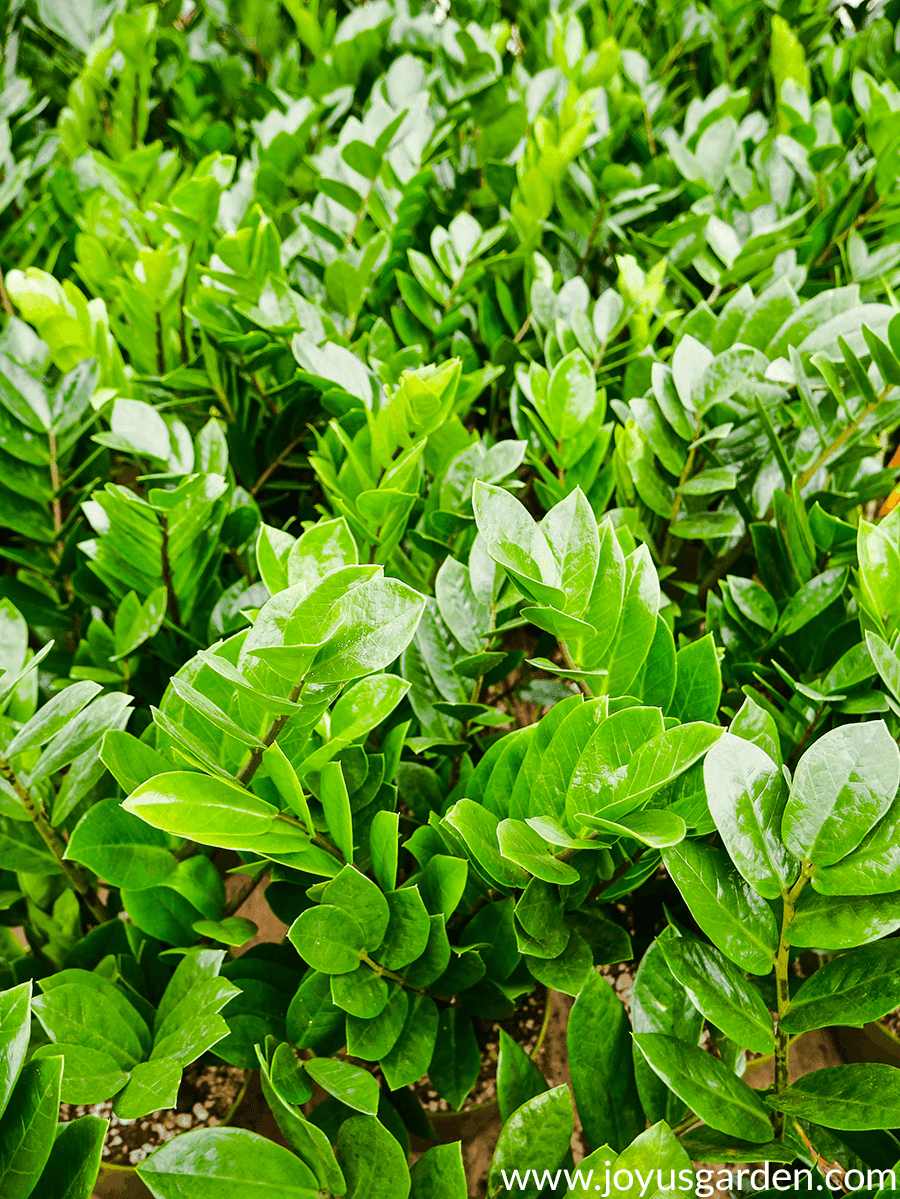 ZZ Plant Care Guide Growing The Glossy Zamioculcas Zamiifolia