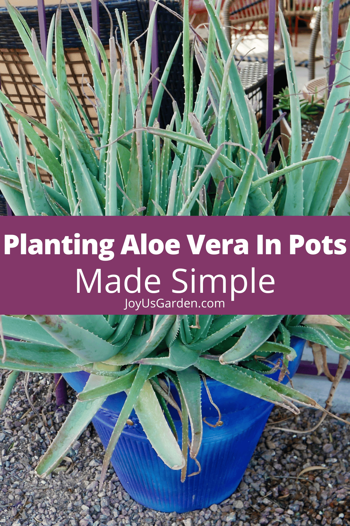 Planting Aloe Vera In Pots (And The Potting Combine to Use) Batang Tabon