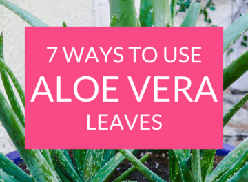 7 Ways To Use Aloe Vera Leaves Plus How To Store Them