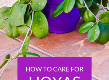 How to Care for a Hoya Houseplant