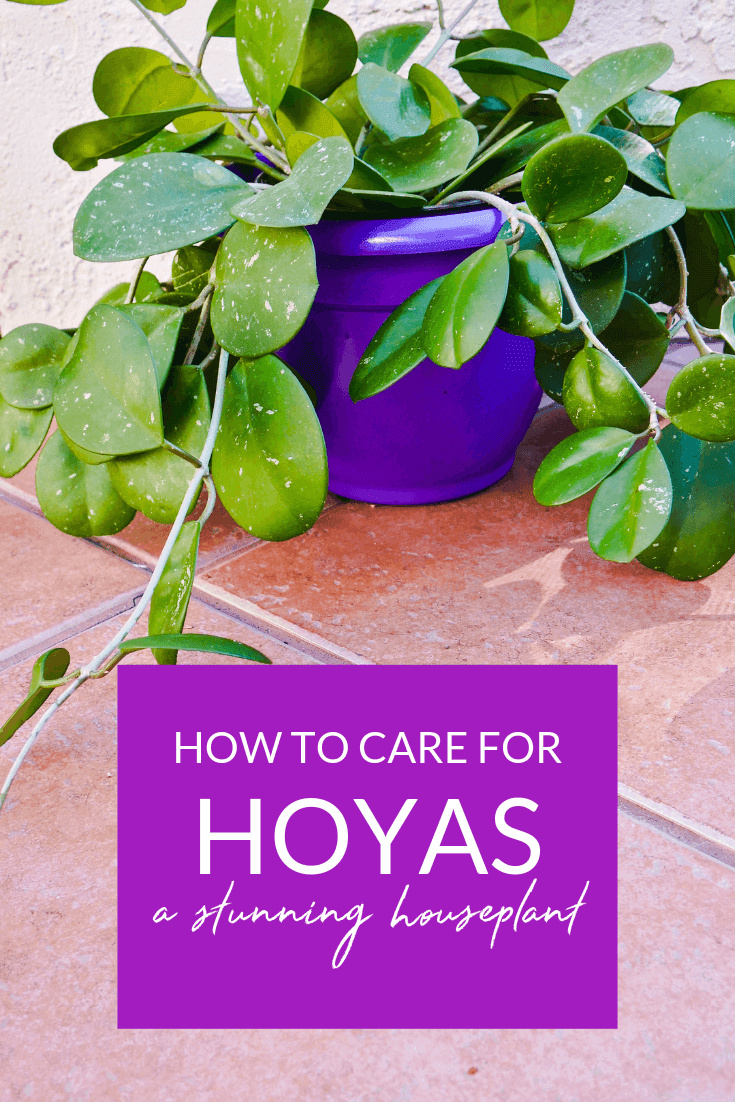 How To Care For A Hoya Houseplant Joy Us Garden