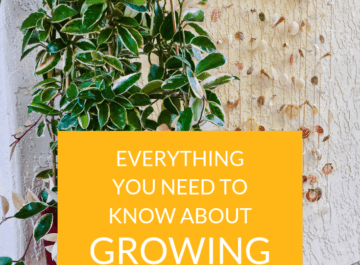 Growing Hoya Plants Outdoors