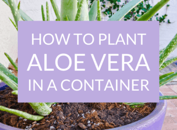 Planting Aloe Vera In Containers And The Mix To Use Joy Us Garden