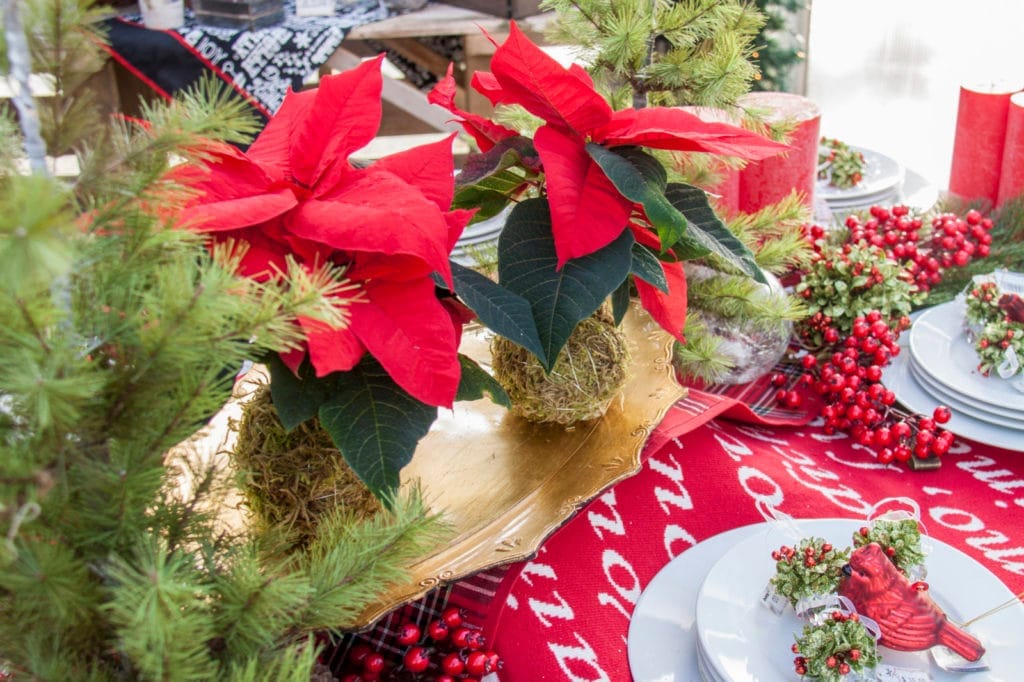 a christmas table setting with red poinsettia kokedamas