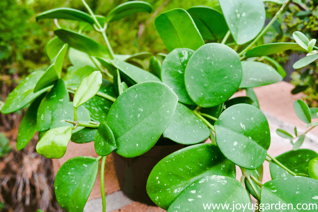 close up of the large leaves of a hoya obovata