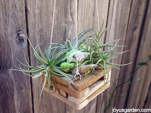 Top 5 Air Plants for Your Backyard Hideaway