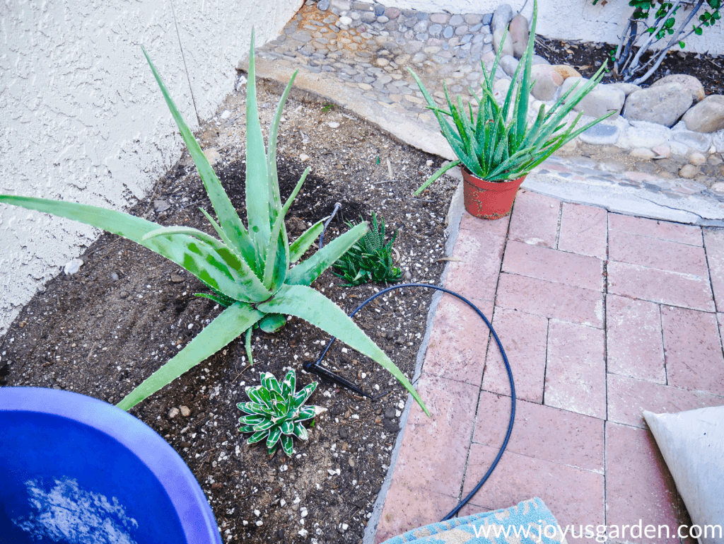 Planting Aloe Vera In Containers And The Mix To Use Joy Us Garden