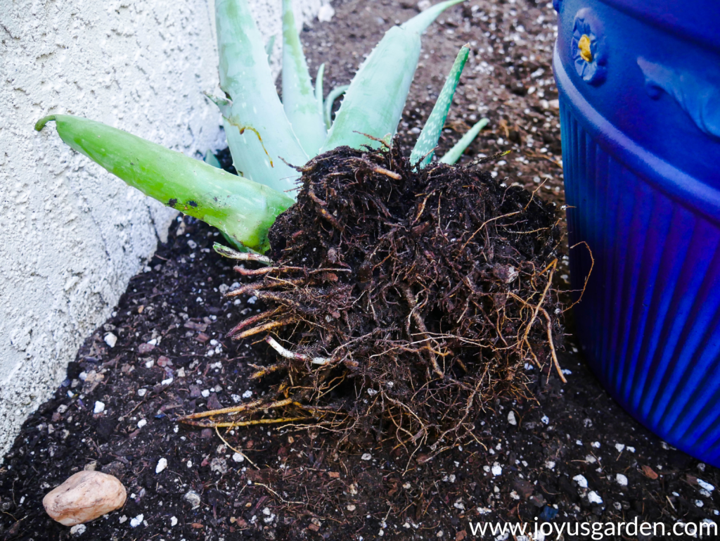 an aloe vera plant on its side with the roots exposed