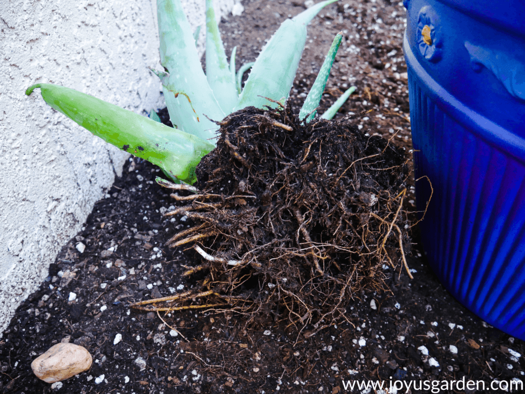 an aloe vera plant on its side with the roots exposed