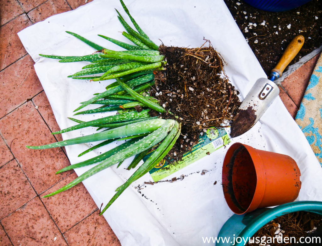 an aloe vera plant split in 2 with a trowel next to the root balls