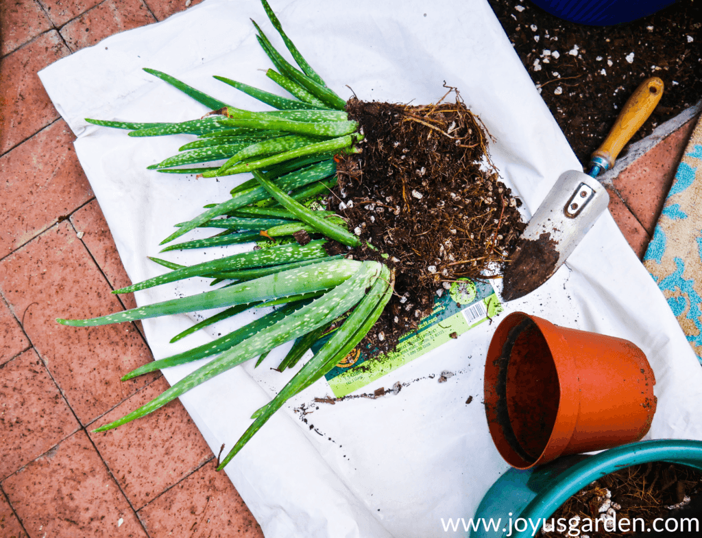 an aloe vera plant split in 2 with a trowel next to the root balls