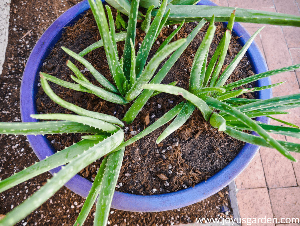 looking down on a pot with aloe vera plants in it