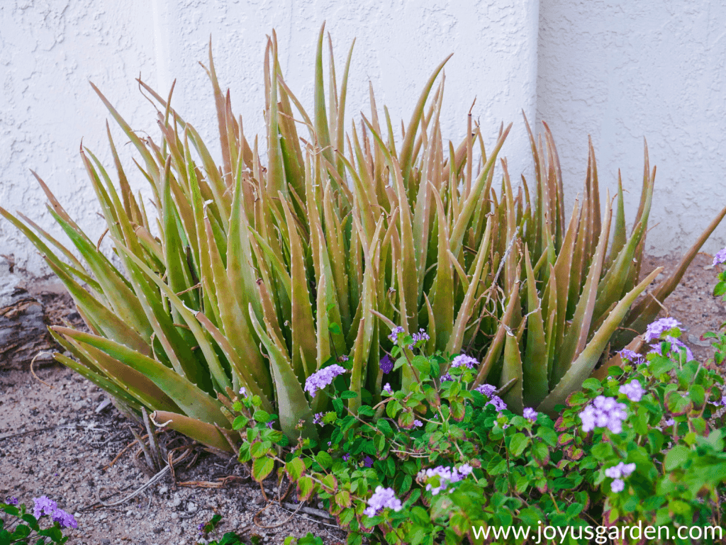 a clump of aloe vera with tinges of orange/brown growing in the ground next to lavender lantana