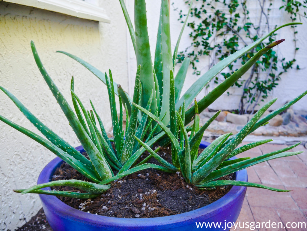 a larger aloe vera plant is planted with 2 smaller aloe vera plants in a large blue pot