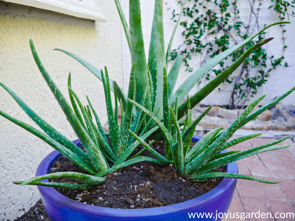 7 Ways To Use Aloe Vera Leaves Plus How To Store Them