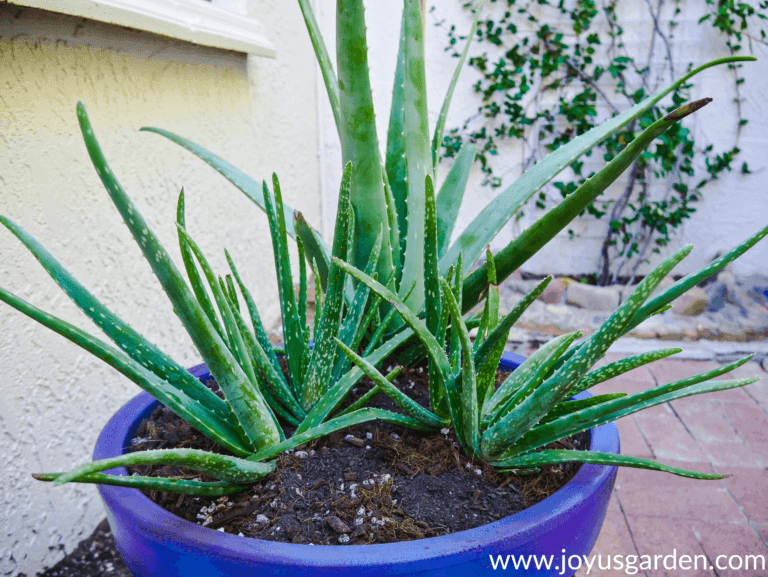 How to Use Aloe Vera Top 7 Ways to Use Aloe Vera Leaves