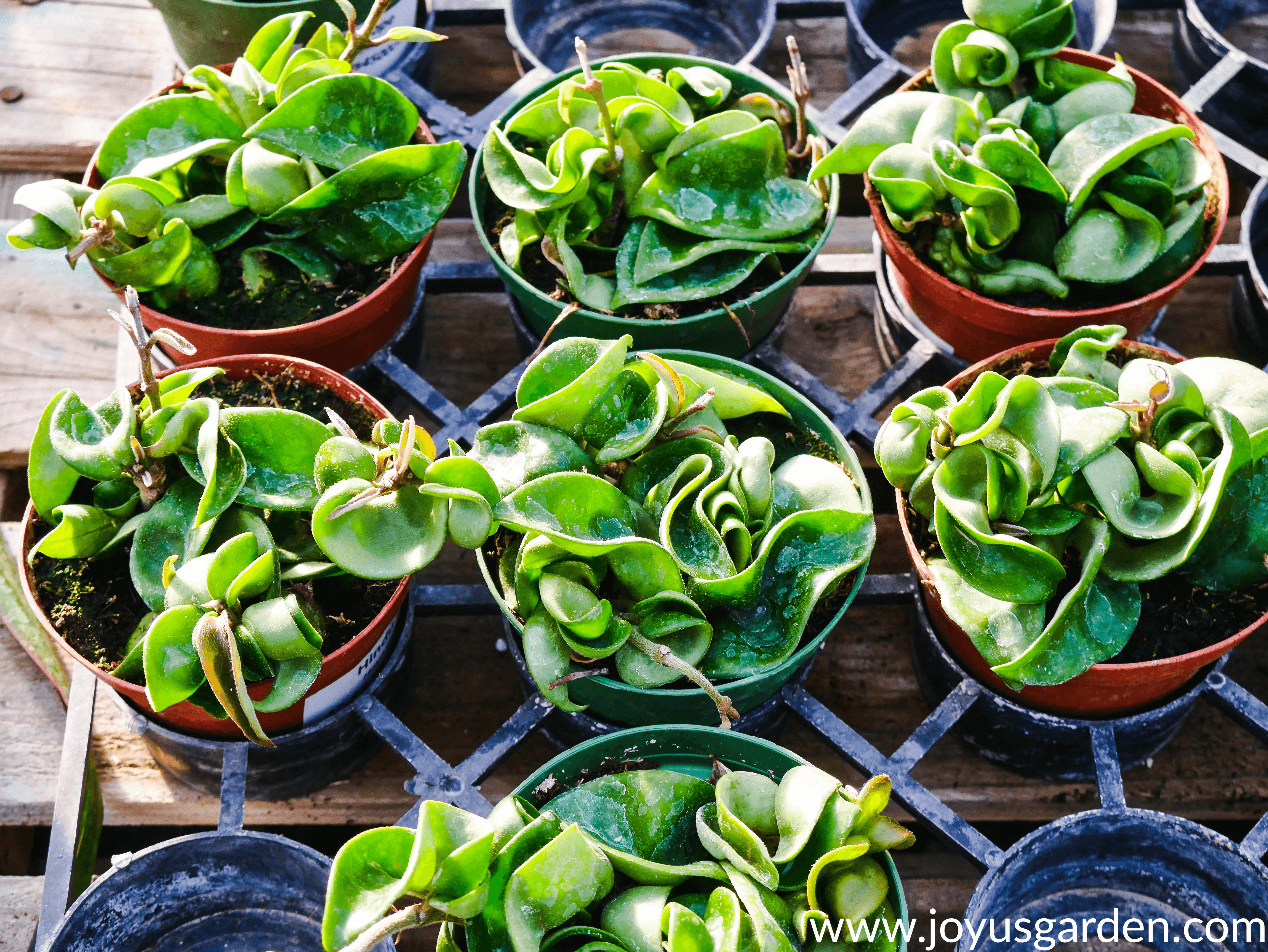 Four inch hindu rope hoyas sit in a nursery tray.