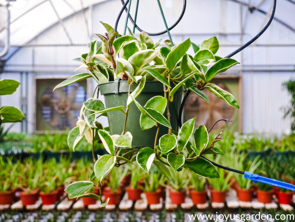 a variegated hoya hangs in a greenhouse