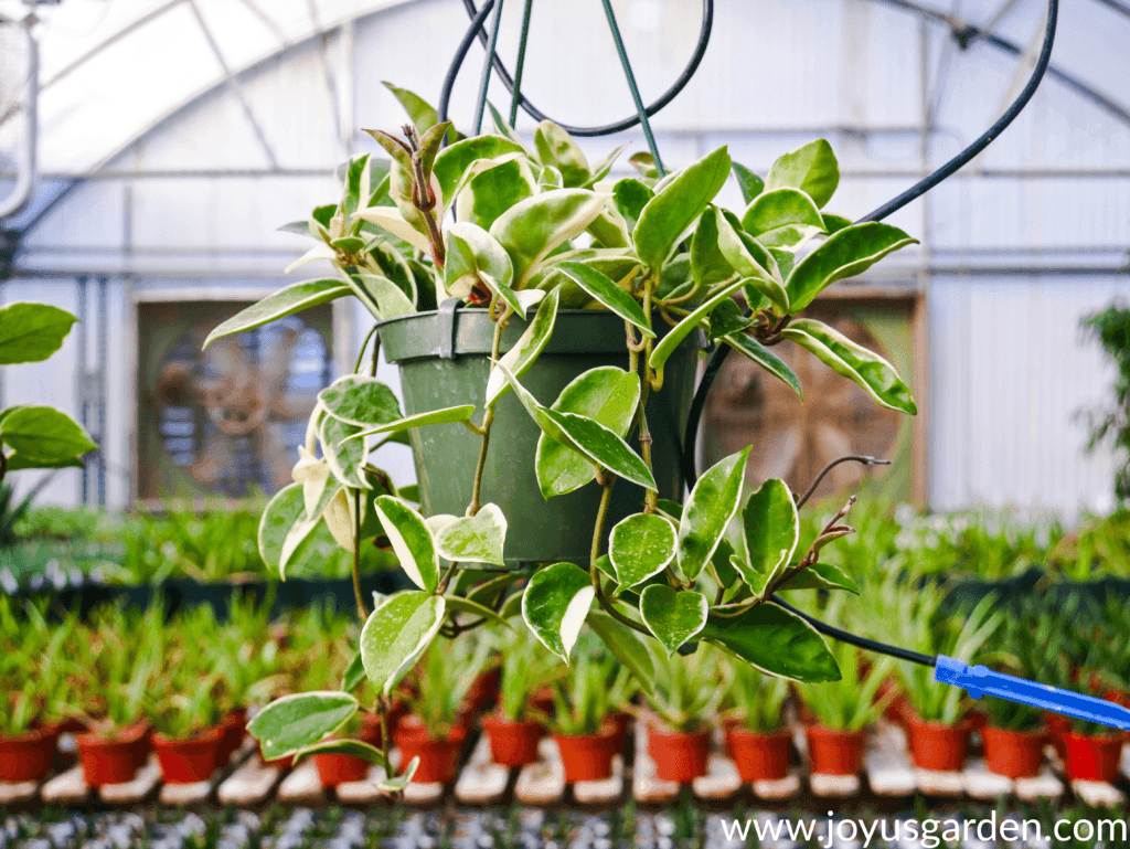 a variegated hoya hangs in a greenhouse