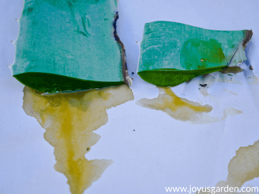 2 cut aloe vera leaves with yellow latex oozing out of them