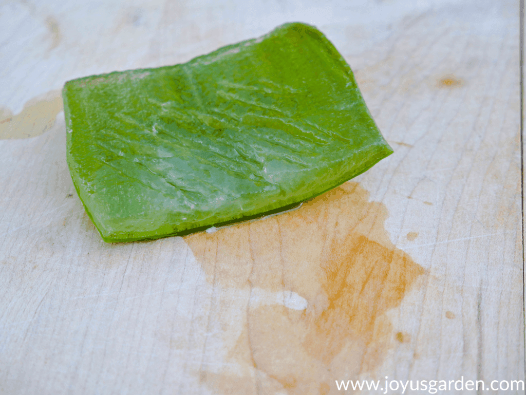 7 Ways To Use Aloe Vera Leaves Plus How To Store Them