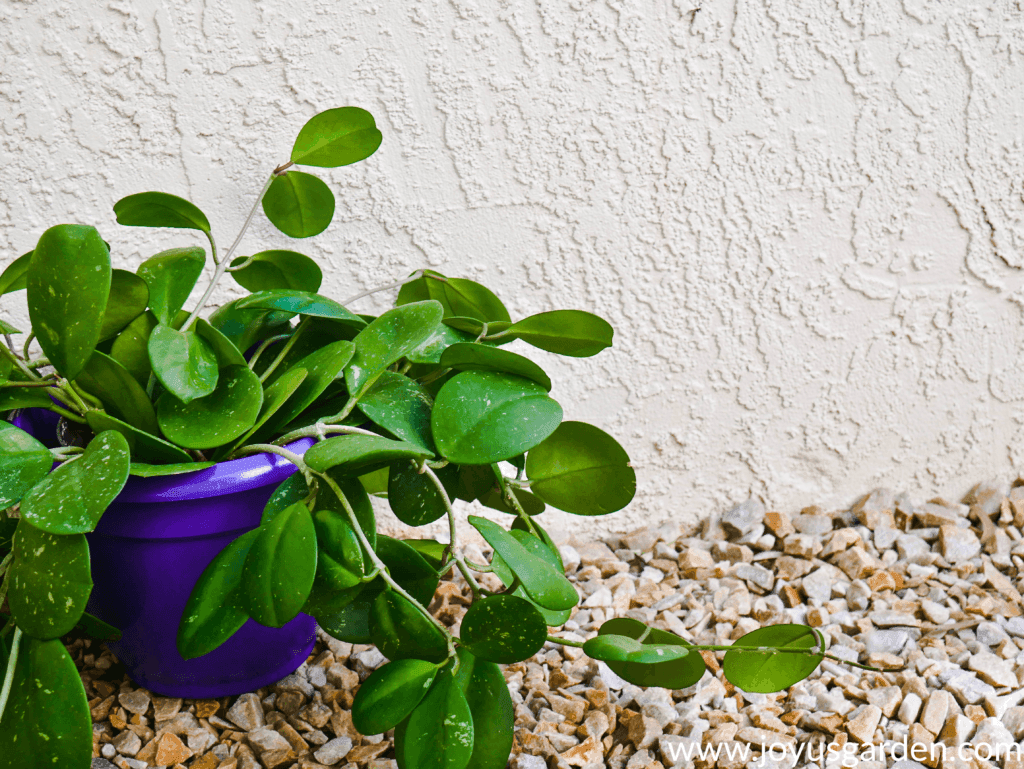 close up of a hoya obovata in a purple pot 