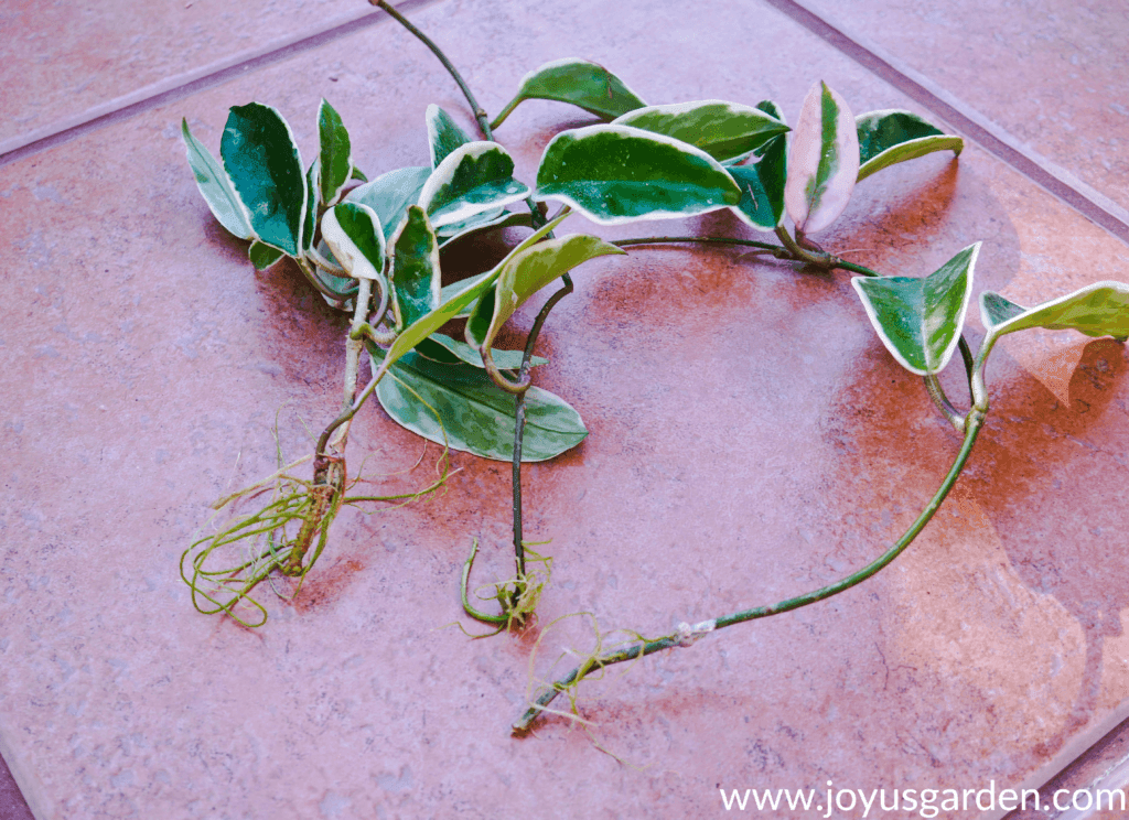 3 variegated hoya cuttings with roots sit on a tile floor