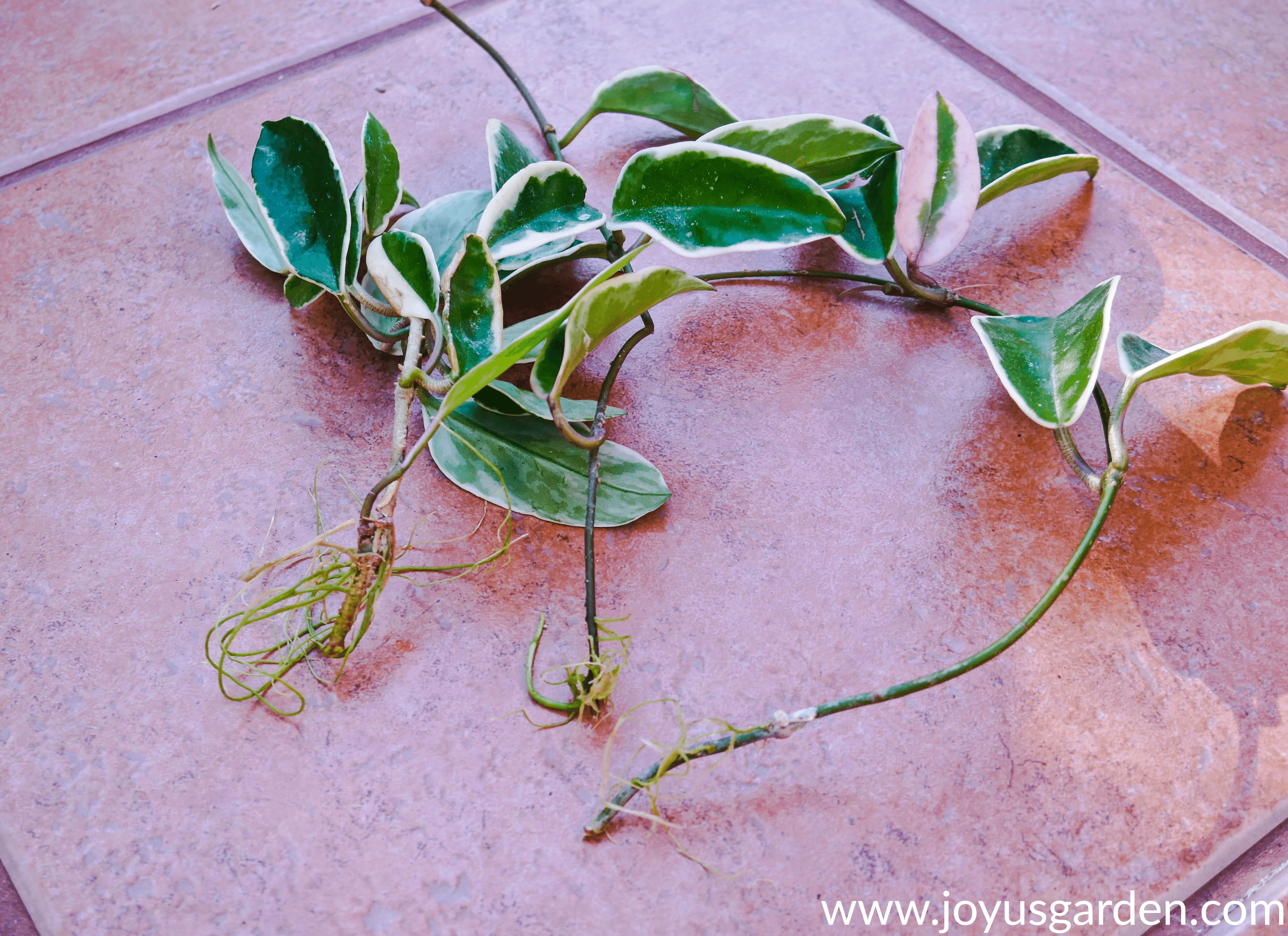 Three variegated hoya cuttings with roots sit on a tile floor.