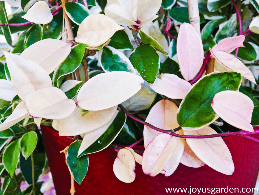 close up of the beautiful green, white & pink foliage of a variegated hoya