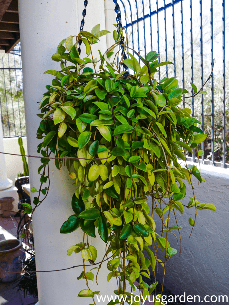 a large hanging hoya with some green leaves & some yellowish leaves