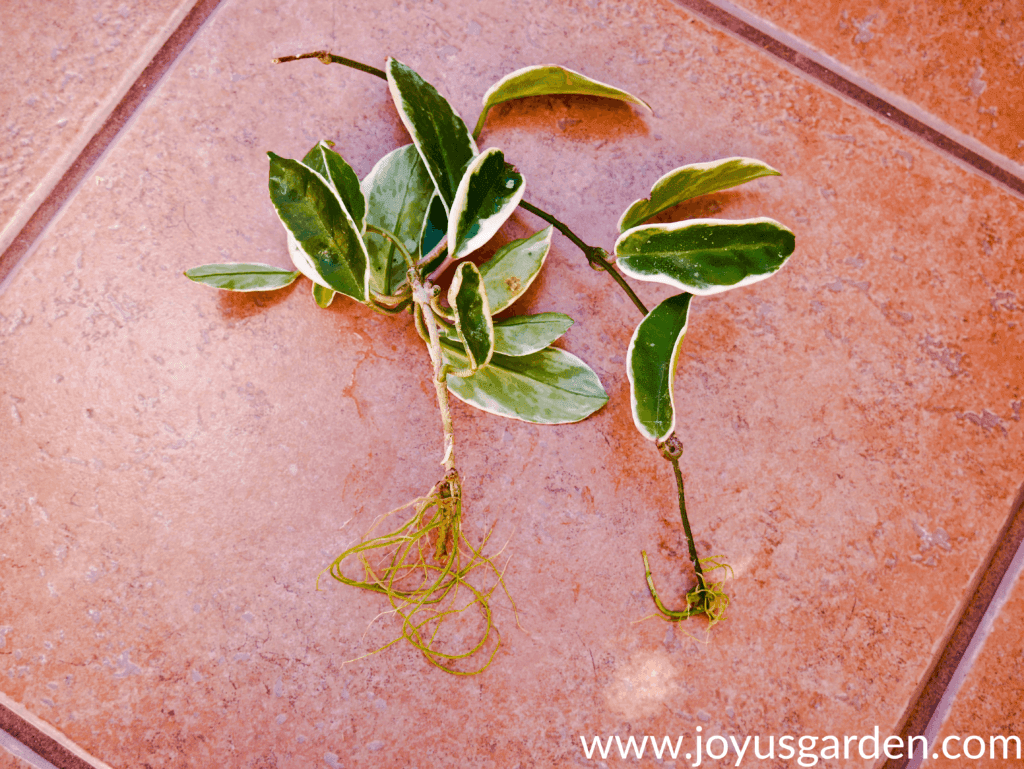 close up of 2 variegated hoya cuttings with roots