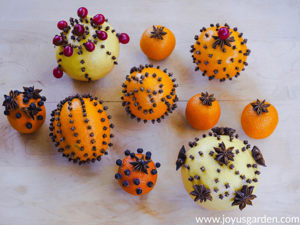 close up of citrus fruits adorned with whole cloves star anise cranberries & juniper berries