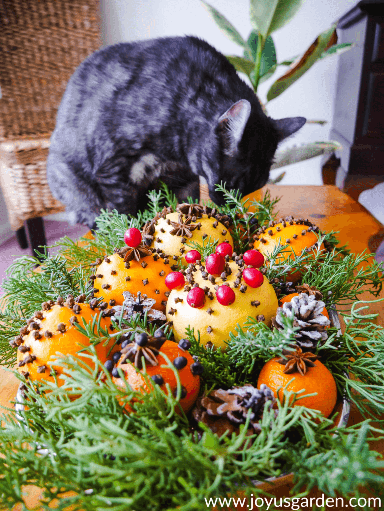 a grey tabby cat named Riley is sniffing a tray of citrus fruit adorned with spices evergreen branches pine cones and cranberries sits on a coffee table