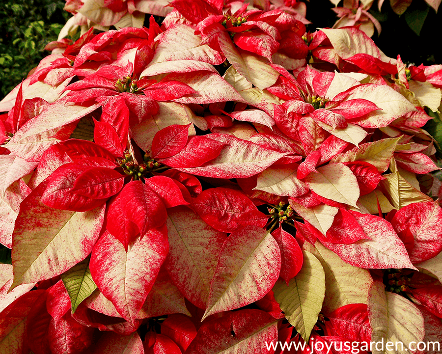 close up of a very large poinsettia variegated with red & cream