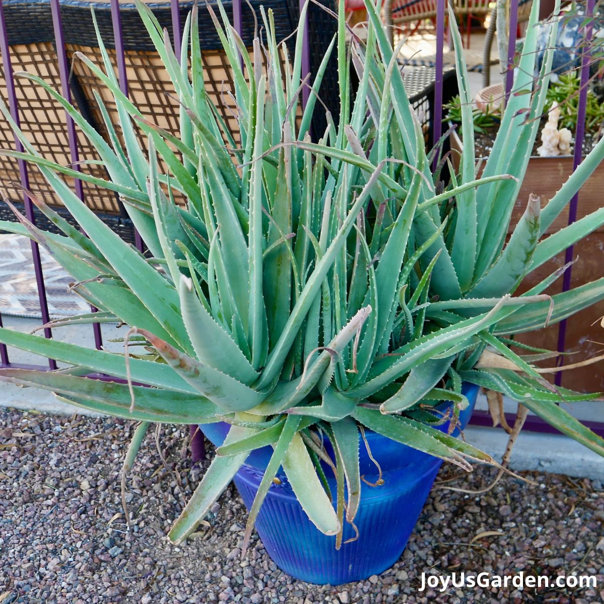 a very large aloe vera plant growing outdoors planted in a blue pot 