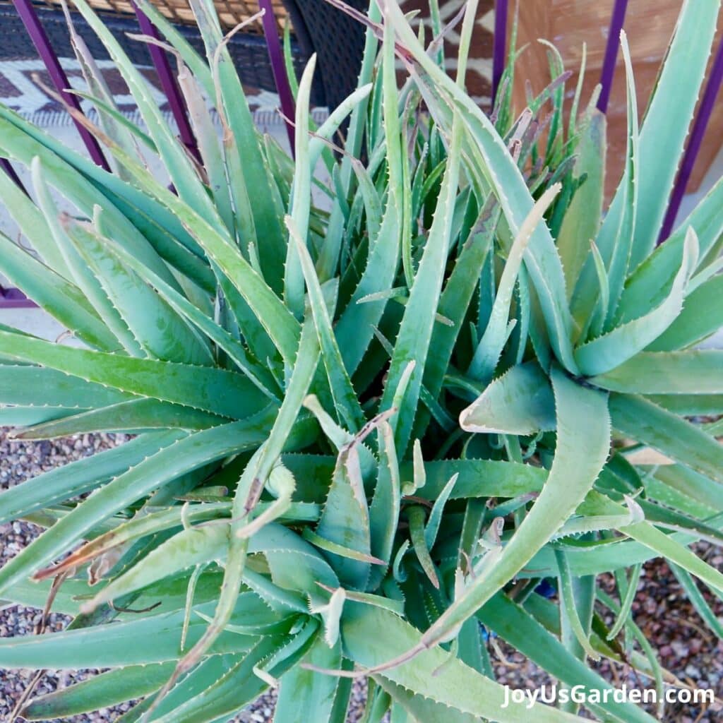 up close of a large aloe vera outdoors planted in pot