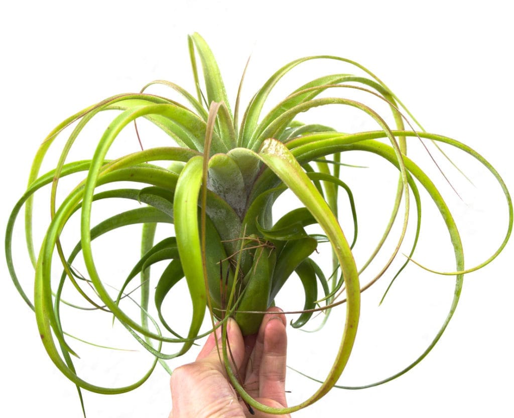 A hand holds a Tillandsia brachycaulos