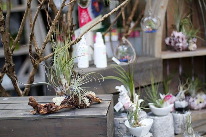 Airplants on driftwood in a shop