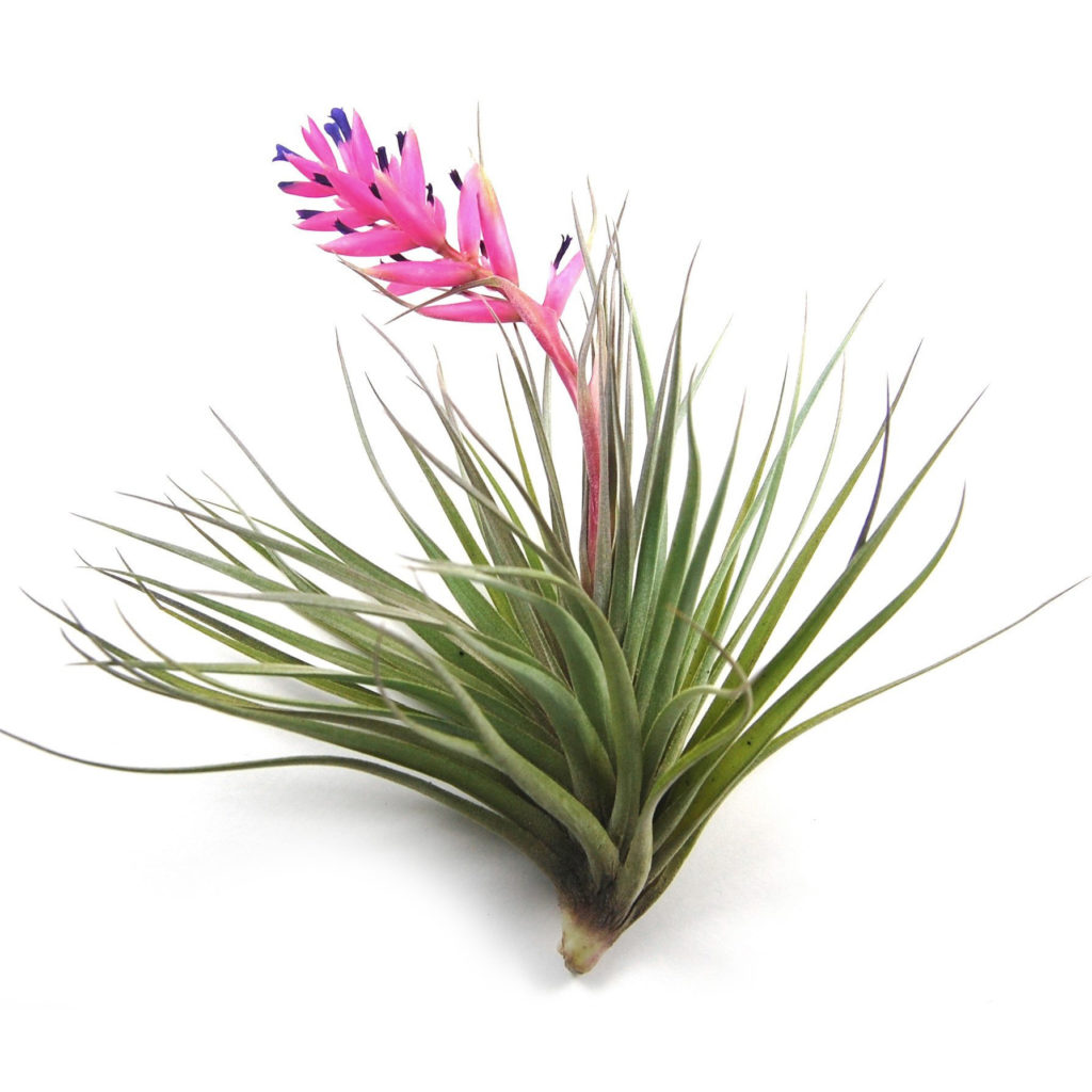 A single tillansia stricta with pink & blue flowers