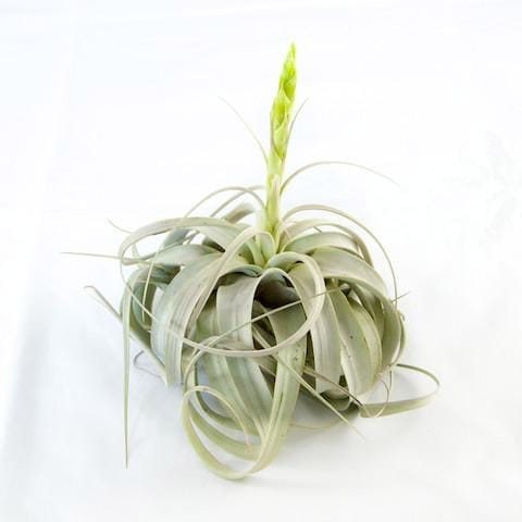 A large tillandsia xerographica with a flower spike