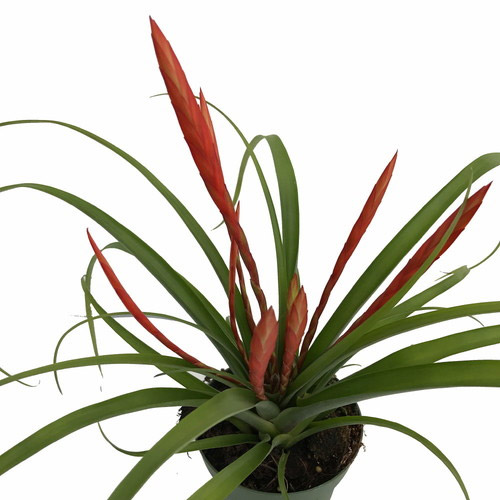 A tillandsia flabellata with red flower spikes